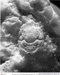 Historisches Foto von Cracensigillatus gracilirostrus (Robins et al., 2013) (NHMW-AFW-GEO-BACHMAYER-FOTO-1990-0041-1932)
